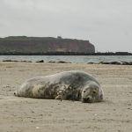 Robben am Strand der Düne
