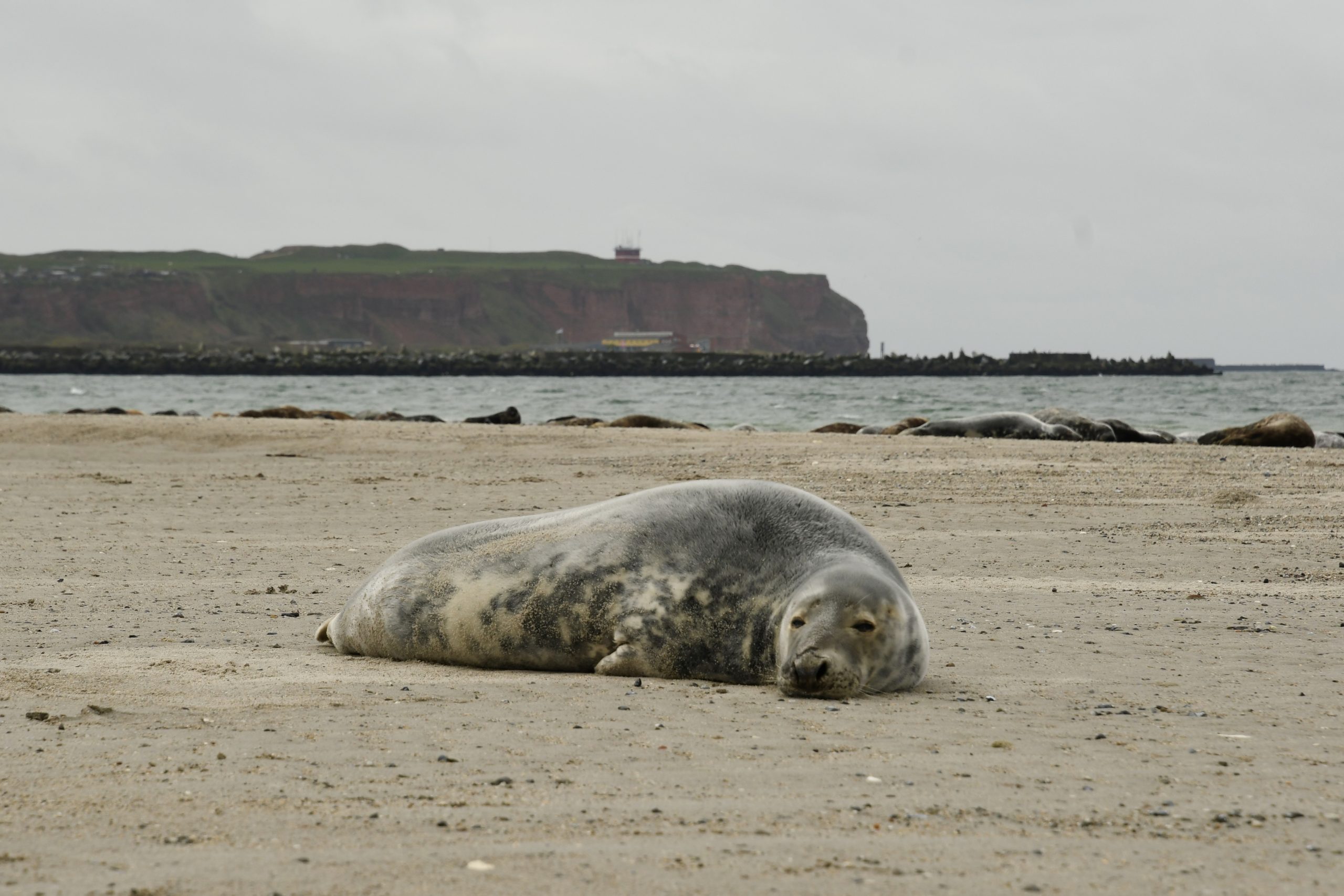 Robben am Strand der Düne